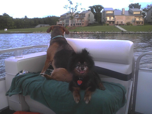 dogs-crop
