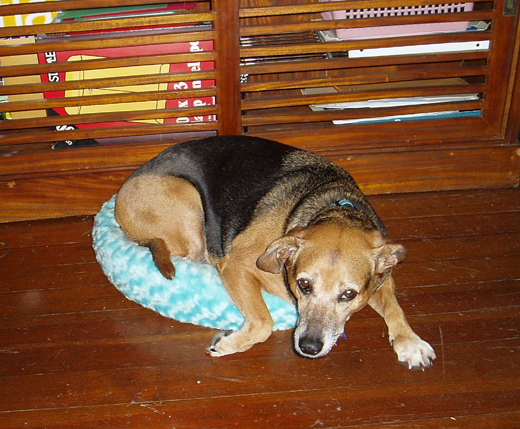 bad-dog
