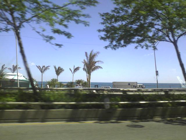 lake-shore-palm-trees