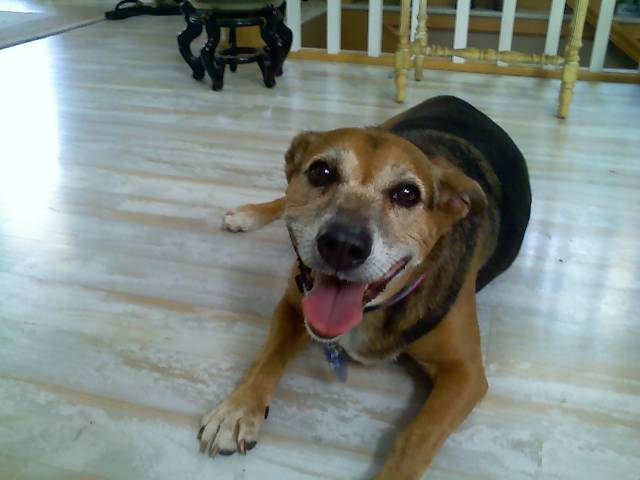 mollie-after-run