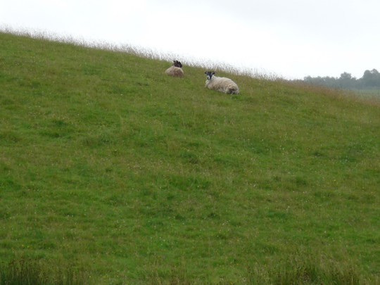scotland-39