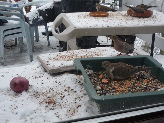 birds-5