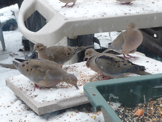 birds-7