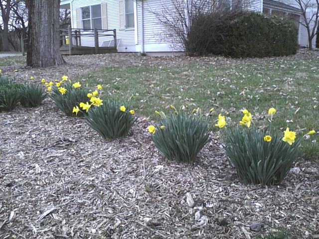 spring-1 spring-1