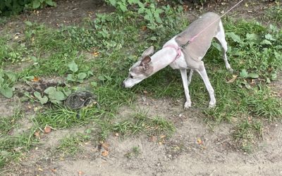 The rest of my walk through Central Park