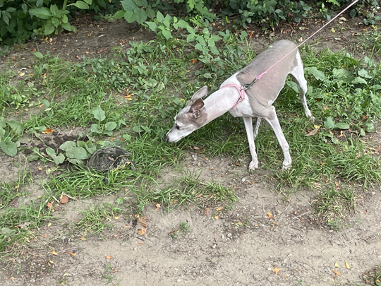 The rest of my walk through Central Park