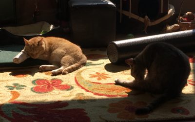 i itch, therefore i am.