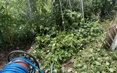 The Dreaded Chameleon Plant