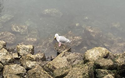 Wrapping up our trip to Seattle