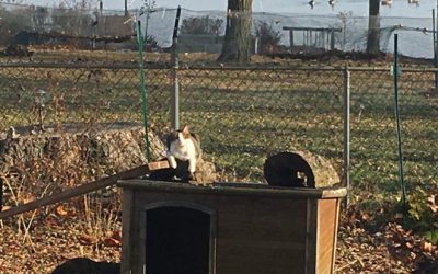 the rest of 2019, kitties of course