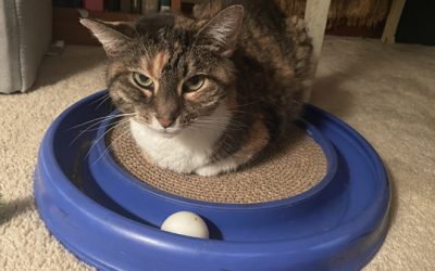 The Mystery of the Missing Gift Bags