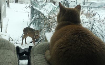 safely back at home…