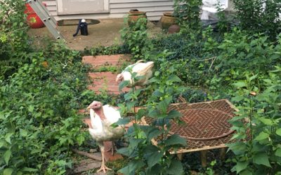 Turkey Escapades, Part One