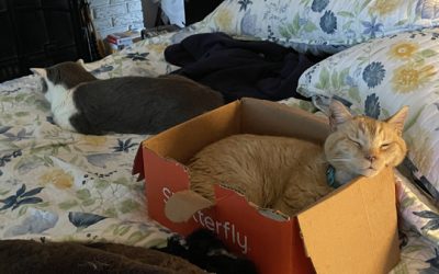 Not the best summer ever…