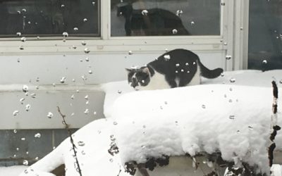 more photos from that big snow…