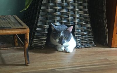 As the summer slips by…