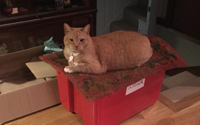 mostly kitties in January