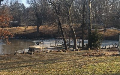 all geese all the time