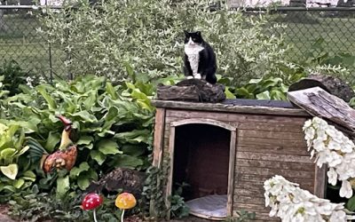 Lovey’s time on top of the kitty house