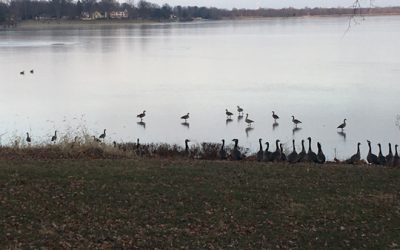 Geese on the Frozen Lake