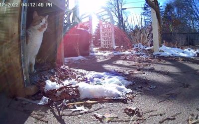 Spring, so much going on, mostly cat-related…