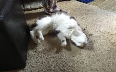 sweetie’s first taste of fresh catnip