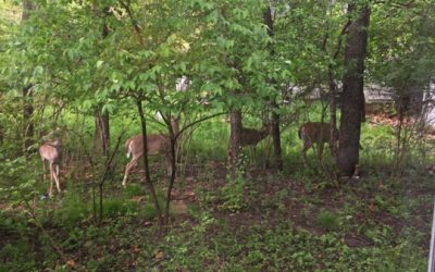 Deer in May