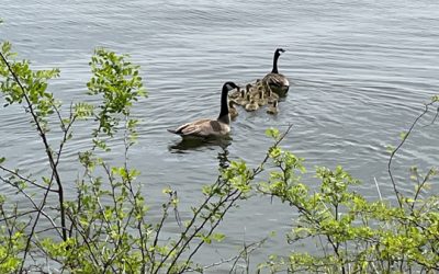 the beginning of May