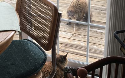 groundhog staredown!
