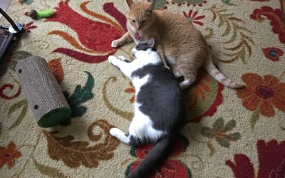 all kitties all the time…