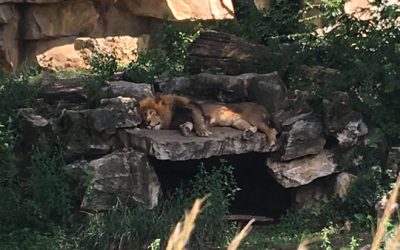 more from my day at the zoo…