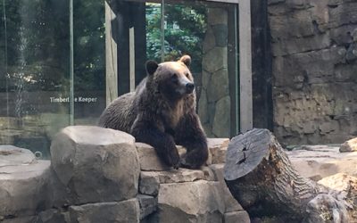 penguins at the zoo!