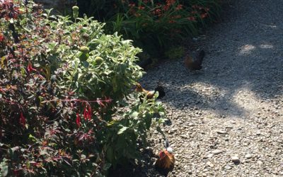 Still Wednesday, August 12th – the conclusion to our first day of the hike